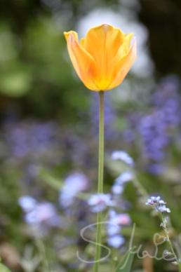 Leuchtende Tulpe in einem Vorgarten